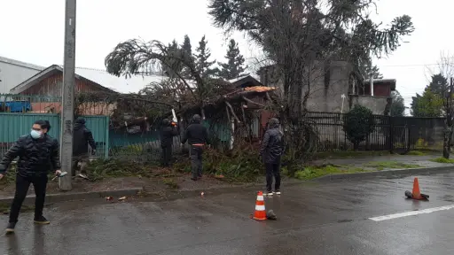 Araucaria amenaza con caer sobre vivienda en calle Esmeralda de Los Ángeles