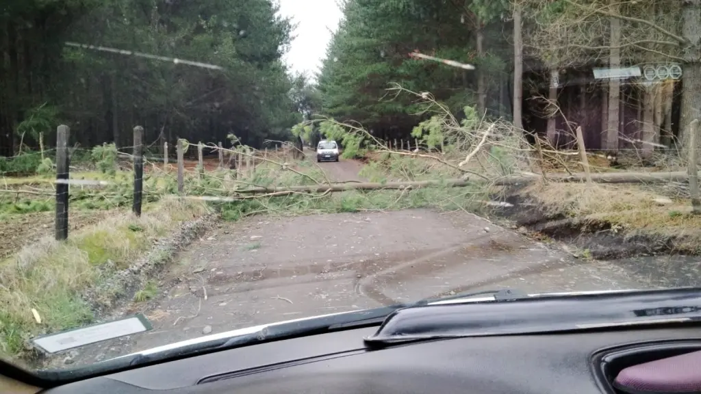 Caída de árbol en Tucapel | Municipalidad de Tucapel