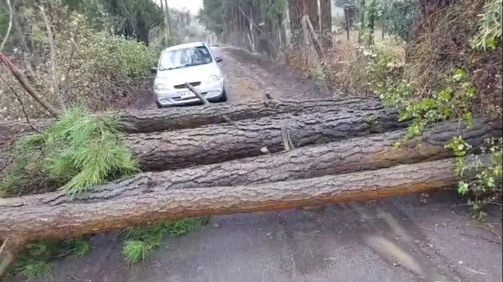 Caída de cuatro pinos mantuvo cortada ruta en sector de Cabrero: troncos fueron cortados y retirados 
