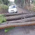 Caída de cuatro pinos mantuvo cortada ruta en sector de Cabrero: troncos fueron cortados y retirados 
