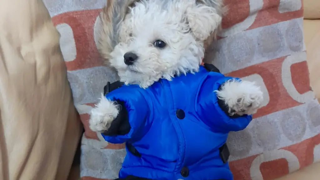 Las mascotas fomentan las habilidades de regulación emocional y fomenta la empatía, entre otros beneficios., Cristian Salazar