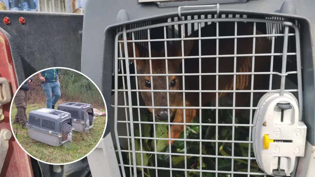 Dos pudúes lograron retornar a su hábitat natural en sector rural de Hualqui, SAG Biobío