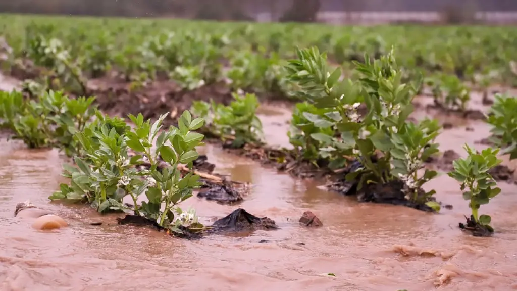 Los cortes de energía causaron pérdidas tanto en el sector agrícola como ganadero de Biobío, especialmente debido a la duración de estos.