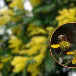 Apicultor habla de las abejas y los aromos