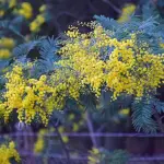 Doctor en ciencias explica por qué los aromos deberían erradicarse