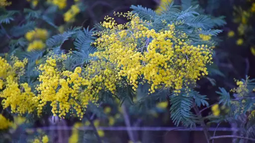 Doctor en Ciencias explica por qué deberían erradicarse los aromos: Es invasor y muy competitivo