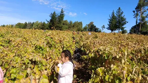 Nacimiento impulsa el enoturismo con concurso para vivir una experiencia única en Millapoa