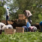 Según los agricultores, el actual límite de contratación de 15% a las empresas no se adaptaría a la realidad multicultural que impera en el país.