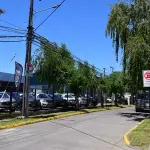 Red de árbol urbano lanzó campaña para elecciones