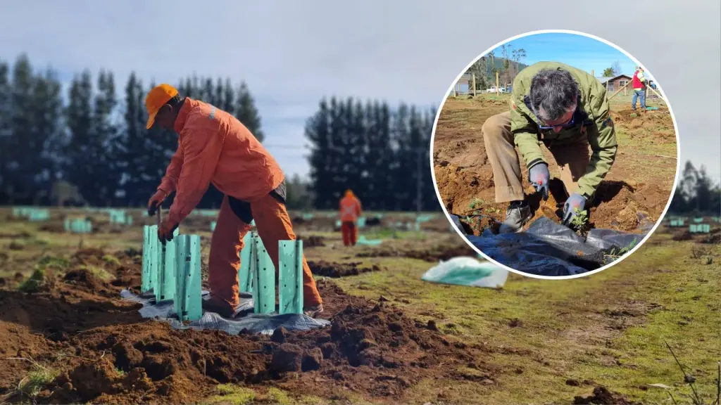 Inician restauración de bosque nativo a gran escala en la Región del Biobío, Conaf Biobío