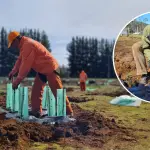 Inician restauración de bosque nativo a gran escala en la Región del Biobío, Conaf Biobío