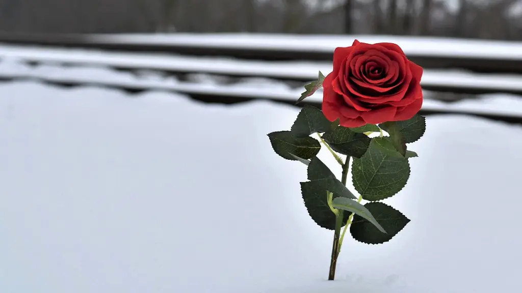 rosa roja en la nieve, símbolo de amor, Pixabay