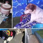 Trabajadores de Ruiz Quiroz lloran la partida de perrito Bobby