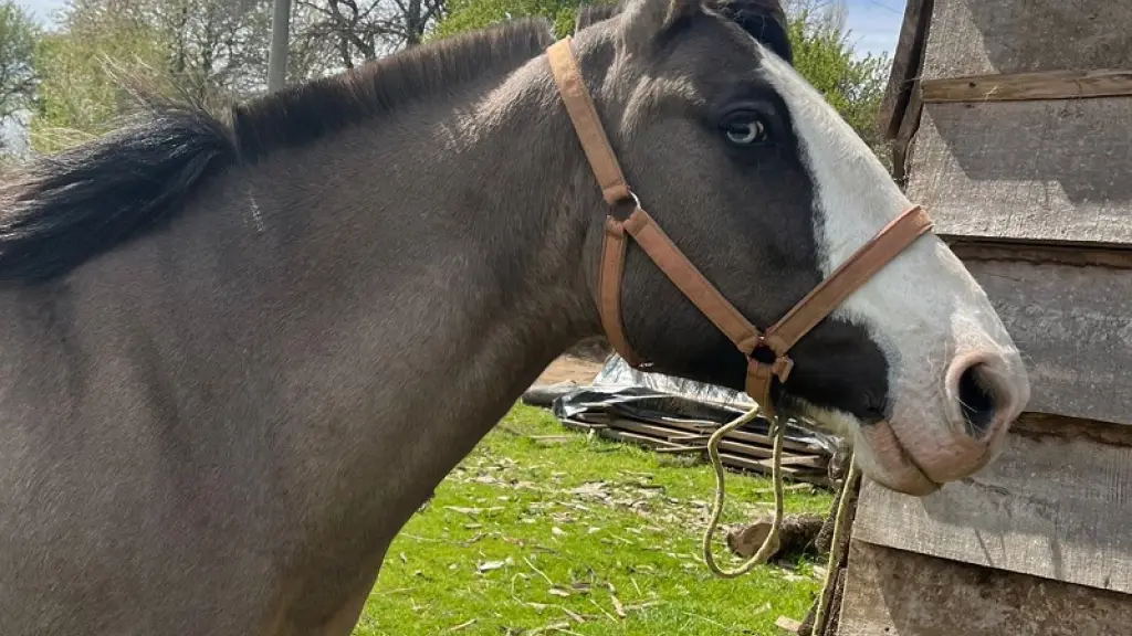 Caballo recuperado por carabineros, Carabineros