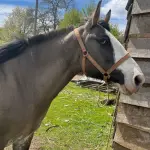 Caballo recuperado por carabineros, Carabineros