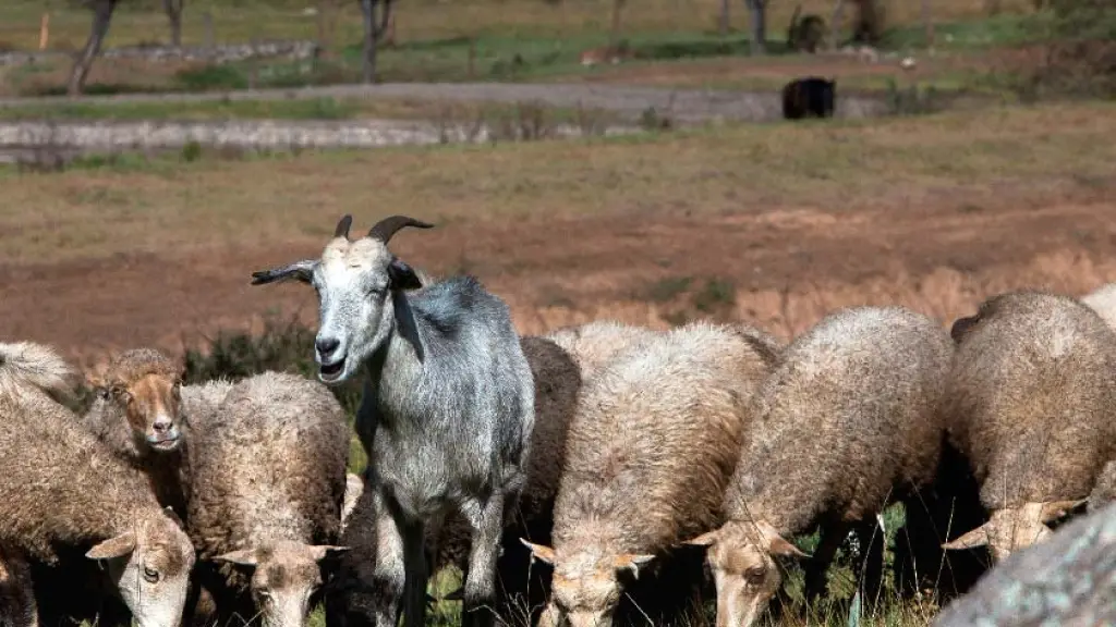 El daño causado por ataques de perros al ganado ovino y caprino no está siendo cubierto por Agroseguros, pagándose solo un 6% de los seguros contratados por estos ganaderos.