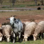 El daño causado por ataques de perros al ganado ovino y caprino no está siendo cubierto por Agroseguros, pagándose solo un 6% de los seguros contratados por estos ganaderos.