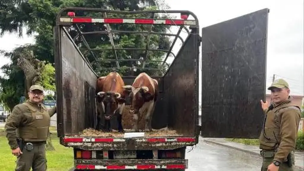 Según Socabío, la venta ilegal de carne debería facilitar la detección de estos comercializadores de hacerse las investigaciones y seguimientos necesarios.