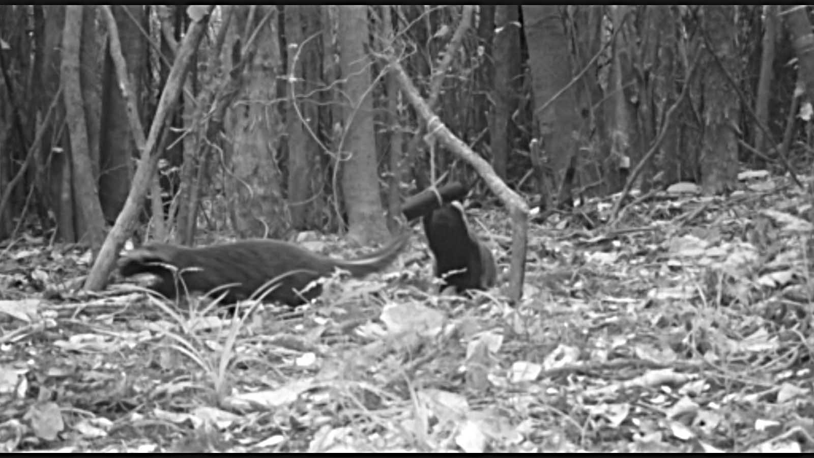 Pareja de quiques:  Registro de vigilancia nocturna en la Cordillera de Nahuelbuta  / Raúl Briones, investigador pleno Bioforest Arauco y especialista en insectos, manejo y conservación de fauna.