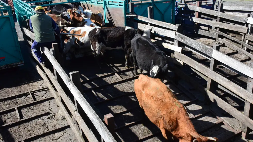 Personal del SAG  revisó que los medios de transporte de los animales contaran con las condiciones que exige la normativa vigente., La Tribuna