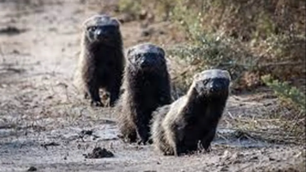 Familia de quiques, Familia de quiques Créditos: Fotografía incluida en presentación realizada en Los Ángeles por el DR. Juan Carlos Ortiz, autoridad científica de Chile en fauna silvestre e investigador de la UdeC. 