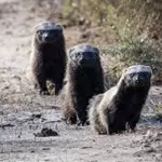 Familia de quiques, Familia de quiques Créditos: Fotografía incluida en presentación realizada en Los Ángeles por el DR. Juan Carlos Ortiz, autoridad científica de Chile en fauna silvestre e investigador de la UdeC. 