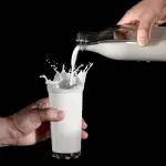 Entre enero a junio de 2024, la producción de leche de Biobío disminuyó un 5%, debido a un panorama desafiante en términos de inflación e inversiones.