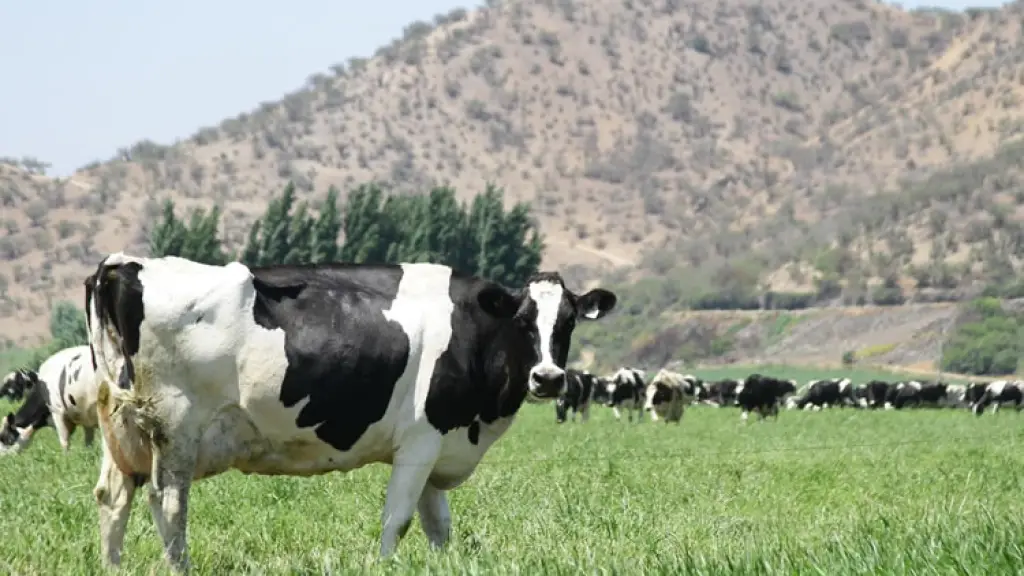 El gremio adelantó que es posible que la producción nacional de leche continúe creciendo el segundo semestre de 2024, aumentando la disponibilidad del alimento en el mercado.