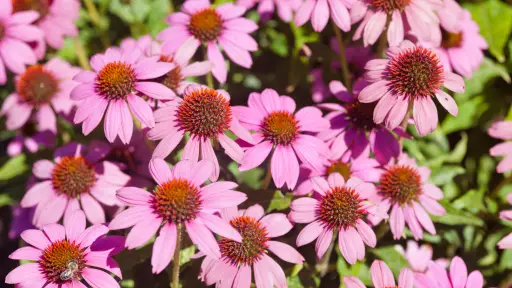 Conoce cuál es la planta que podría ser una aliada para combatir las alergias esta temporada
