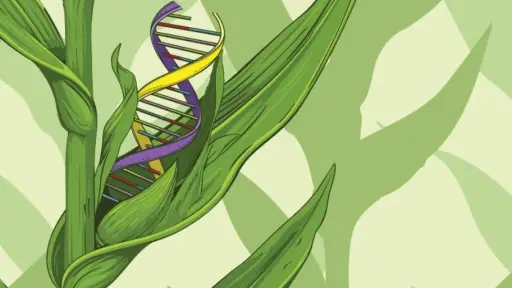 Destacan beneficios de la edición genética para la producción de alimentos