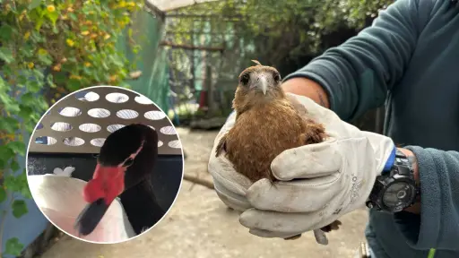 Liberan a cisne de cuello negro y tiuque tras exitosas rehabilitaciones