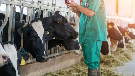 Colmevet impulsa protección de la salud animal y pública en el Mes de la Medicina Veterinaria