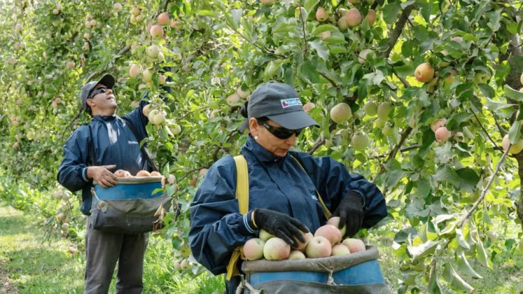 La falta de interés de la mano de obra nacional para el trabajo en los huertos frutales obliga a los agricultores a contratar trabajadores extranjeros.