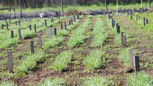 Inicio proyecto que potenciará la producción y consumo de legumbres en Chile