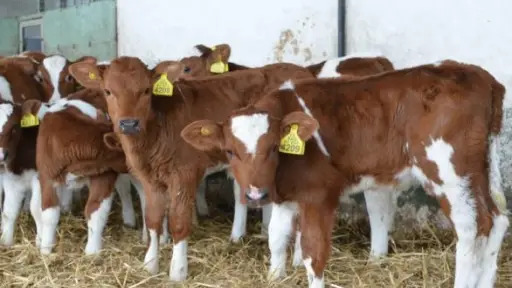 Bienestar animal y productividad: Presentan nuevas estrategias para el manejo de vacas en transición