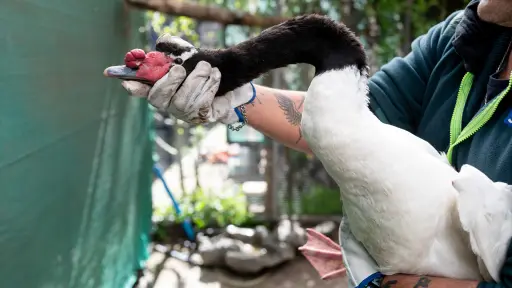 Cisne de cuello negro es liberado en el Parque Museo Pedro del Río Zañartu