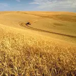 Los mejores precios del último tiempo para los granos producidos en Chile se remontan al año 2022, periodo después del cual algunos de estos sufrieron una importante crisis.