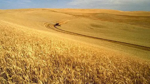 Advierten estrecho panorama para productores de granos por oferta externa y bajo interés de compra