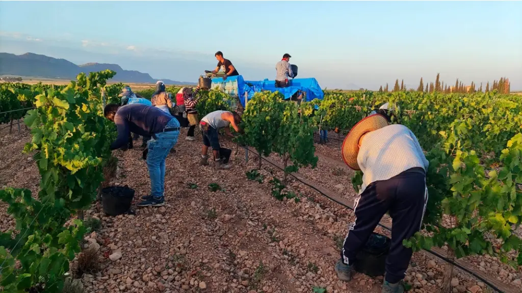 La demora en generar visas temporales de trabajo para migrantes podría incluso motivar la contratación de mano de obra de manera informal.