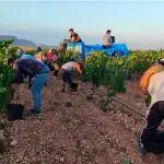 La demora en generar visas temporales de trabajo para migrantes podría incluso motivar la contratación de mano de obra de manera informal.