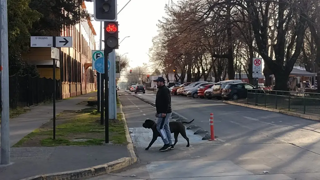Adiestramiento de perros, Jorge Alarcón