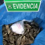 Droga decomisada por Carabineros, Carabineros