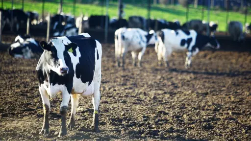 Agricultura y exportaciones en la mira: Gremios lecheros valoran voluntad de diálogo en Enagro 2024  