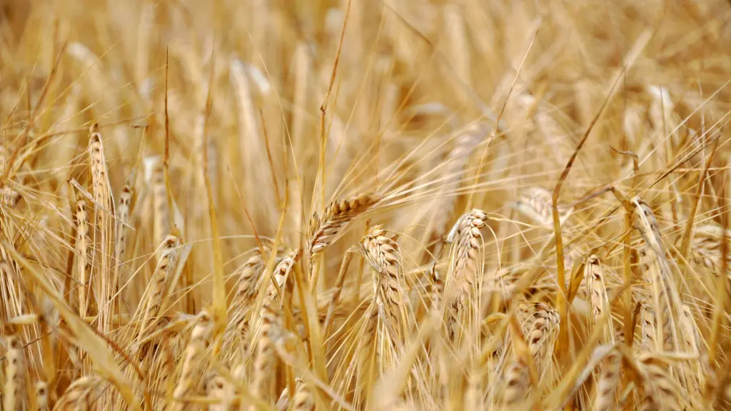 El objetivo del Comité del Trigo es evitar lo que ocurre en la actualidad, donde debido a la crisis de rentabilidad, cada vez hay menos productores cerealeros en Chile.