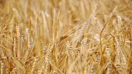 Agricultores y molinos buscan soluciones para salvar la producción de trigo en Chile