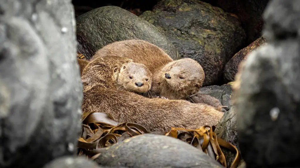 El Chungungo, nuevo embajador de la Fauna Chilena: Un llamado a la conservación de nuestras especies, Guido Pavez