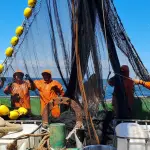 El proyecto de fraccionamiento presentado por el Gobierno modificaba la cuota de merluza en un 5%, pero salió de la Comisión de Pesca con un porcentaje de 50% y aprobándose así en la Cámara de Diputados.