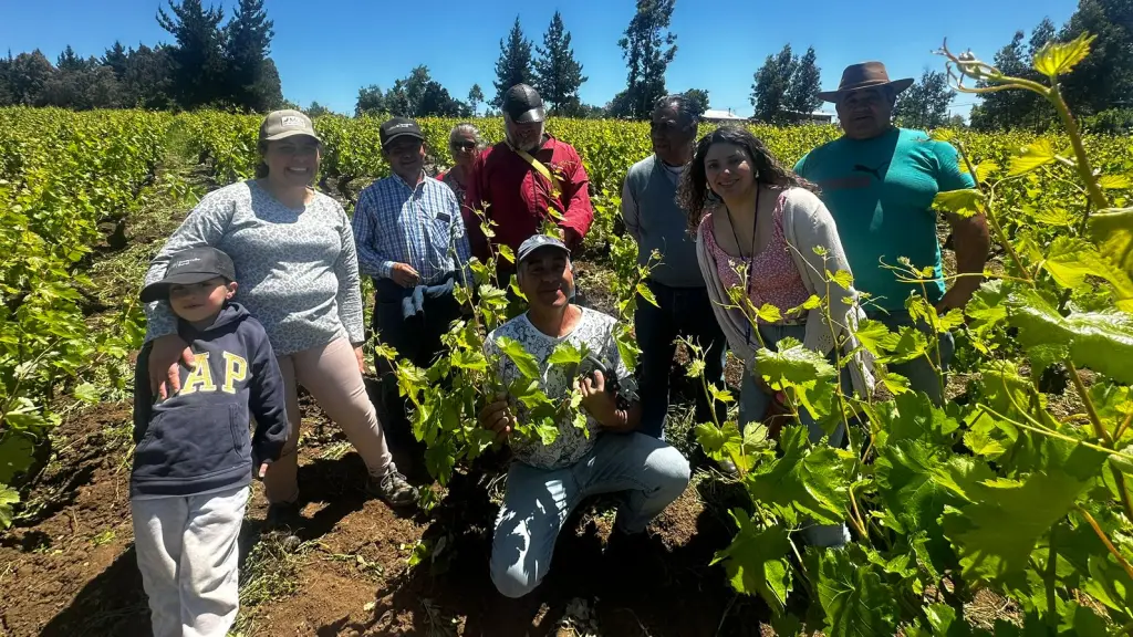 Viñateros de Millapoa se profesionalizan con nueva Escuela de Vitivinicultura en Nacimiento, Cedida