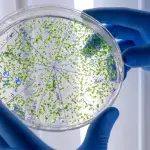 Algunas cepas patógenas del Escherichia Coli que pueden causar infecciones graves como gastroenteritis o infecciones del tracto urinario., freepik.es