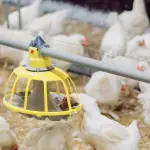 La bioseguridad es un sistema que mantiene enfermedades aisladas, a través de la contención de gallinas, por ejemplo, en espacios donde otros animales no puedan acceder.